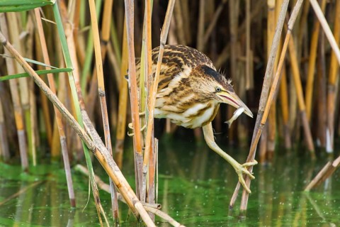 Little Bittern (Ixobrychus minutus) juvenile carrying fish in bill, Thuringia, Germany