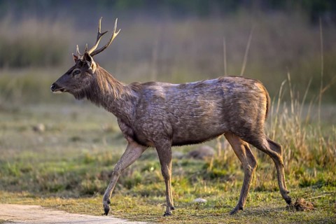 Sambar or horse deer (Cervus unicolor), Corbett National Park, near Ramnagar, Uttarakhand State,