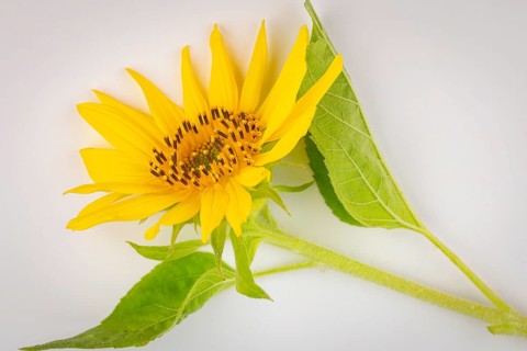 A yellow sunflower (Helianthus annuus) with green leaves on a white background