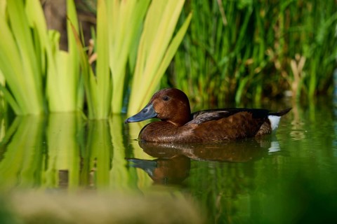 Brown duck in calm water near tall plants, peaceful natural scene, Ferruginous Duck (Aythya