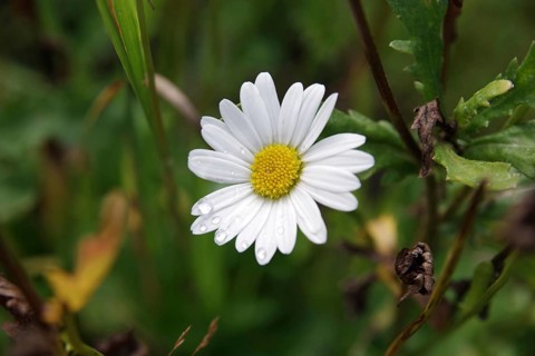 Daisies (Leucanthemum), close-up, flower, raindrops, white, pretty, Germany, The flower of a single