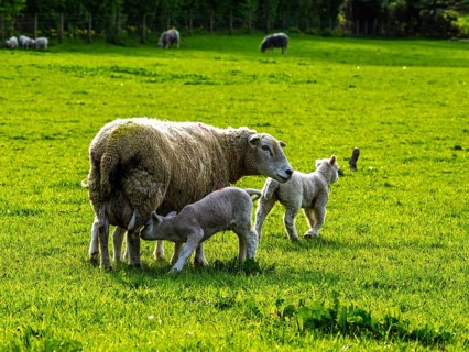 Sheep and farm in Lake District National Park, Coniston Water, Cumbria, England, United Kingdom