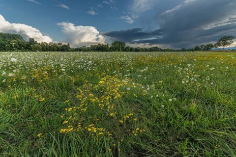 Colourful wildflowers spread across a green meadow on a sunny afternoon. The sky shows contrasting
