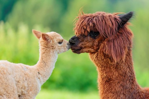 A freshly born white alpaca (Vicugna pacos) stands in front of its brown mother and sniffer on her