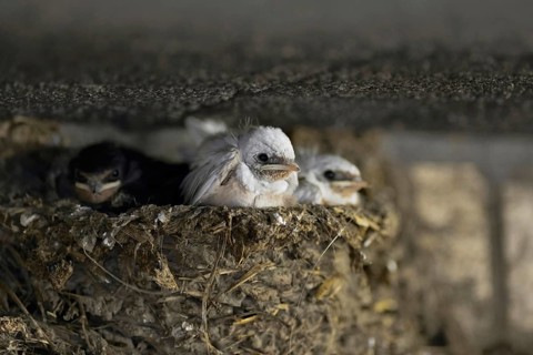 Waiting in the nest... two white barn swallows (Hirundo rustica) with normally coloured siblings in