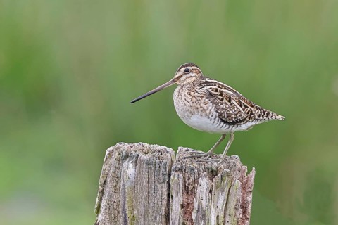 Snipe (Gallinago gallinago), standing on fence post of a pasture, on moorland, snipe birds,