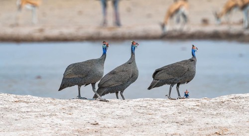 Helmeted guinea fowl (Numida meleagris), three animals at the waterhole, Nxai Pan National Park,