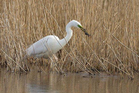 Great white egret (Ardea alba) adult bird in water on the edge of a reedbed with a frog for food in