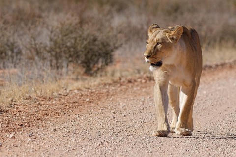 African lion (Panthera leo), lioness, adult female walking on a dirt road, Kgalagadi Transfrontier
