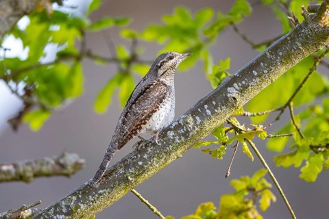 Eurasian wryneck (Jynx torquilla) Germany