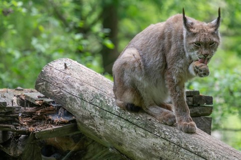 Eurasian lynx (Lynx lynx) licking its paw, wildlife park, Bavaria, Germany