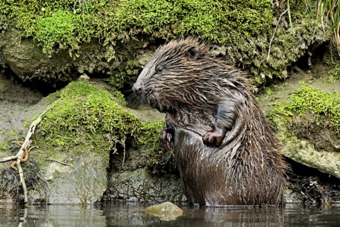 Eurasian beaver, European beaver (Castor fibre), scratching its belly, Switzerland
