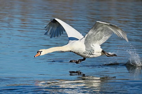 Mute swan (Cygnus olor), on take-off, Flachsee nature reserve, Freiamt, Canton Aargau, Switzerland