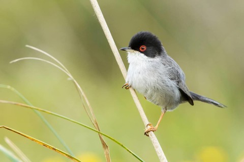 Sardinian Warbler (Sylvia melanocephala) male, Mallorca, Spain