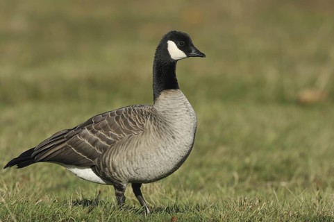 Cackling Goose (Branta hutchinsii), British Columbia, Canada