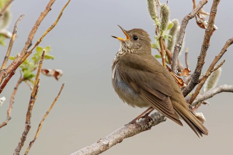 Grey-cheeked Thrush (Catharus minimus) perched on a branch in Nome, Alaska