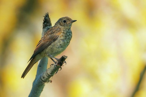 Thrush Nightingale (Luscinia luscinia) juvenile, Danube-Delta, Romania