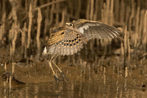 Greater Painted-snipe (Rostratula benghalensis), Gambia