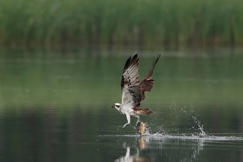 Fischadler; lat. Pandion haliaetus; fliegt mit gefangenem Karpfen dicht über der Gewässeroberfläche