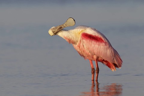 Roseate Spoonbill (Platalea ajaja), Florida, USA
