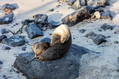 Sea lions (Zalophus wollebaeki), San Cristobal, Galapagos, Ecuador