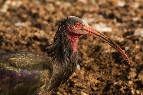 Northern Bald Ibis (Geronticus eremita) foraging, Morocco