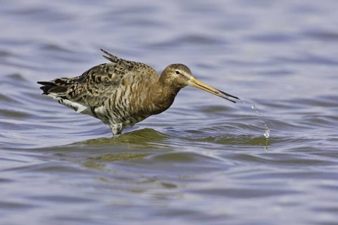 Black-tailed Godwit (Limosa limosa), Iceland