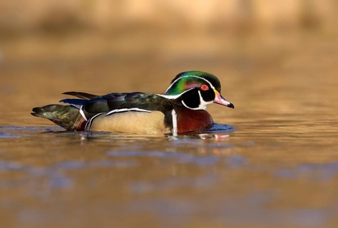 Wood Duck Male (Aix sponsa) - Victoria BC, Canada