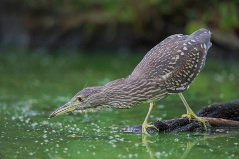 Nachtreiher, Nycticorax nycticorax Night Heron, Nycticorax nycticorax