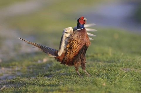 Common Pheasant (Phasianus colchicus) male mating, Lower Saxony, Germany