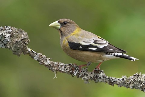 Evening Grosbeak (Hesperiphona vespertina) female, British Columbia, Canada