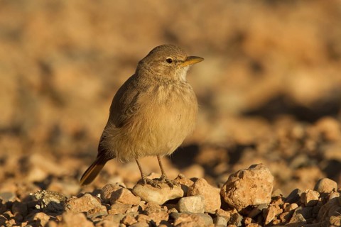 Desert Lark (Ammomanes deserti), Morocco