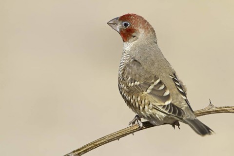 Red-headed Finch (Amadina erythrocephala), Northern Cape, Kgalagadi Transfrontier Park, South