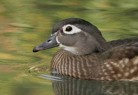 Wood Duck (Aix sponsa) female, California, USA