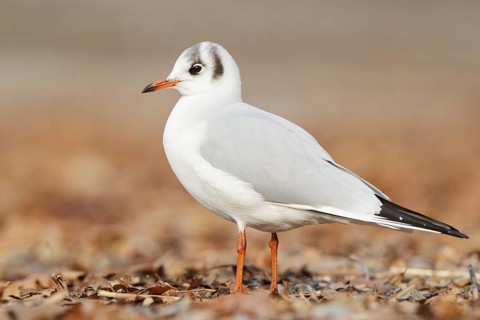 Black-headed Gull (Chroicocephalus ridibundus), St. Gallen, Switzerland