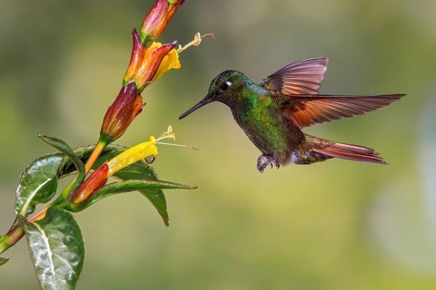Brazilian Ruby (Clytolaema rubricauda) flying and feeding at a flower in the Atlantic rainforest of
