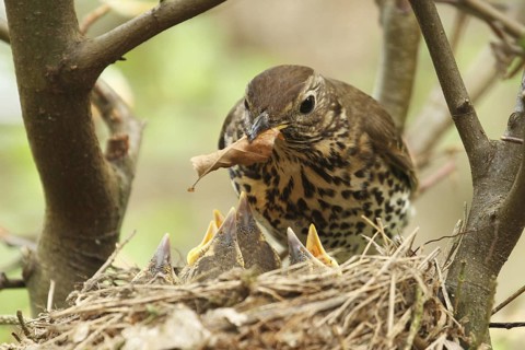 Song Thrush (Turdus philomelos) chick, Lower Saxony, Germany
