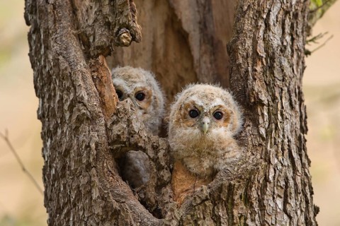 Tawny Owl (Strix aluco) two chicks looking out from breeding hole, Saxony, Germany