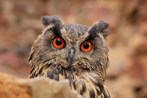 Eurasian Eagle Owl, Bubo Bubo, sitting on the tree branch, wildlife photo in the forest with orange