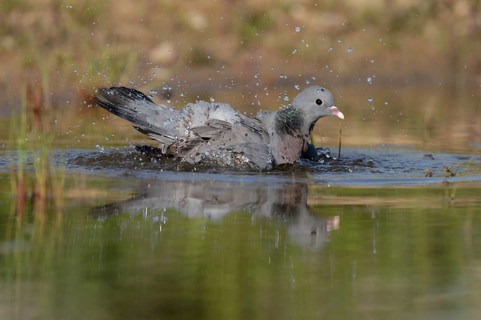 Stock Dove (Columba oenas) bathing, Brandenburg, Germany