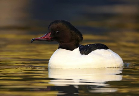 Common Merganser (Mergus merganser) male, Mecklenburg-Western Pomerania, Germany