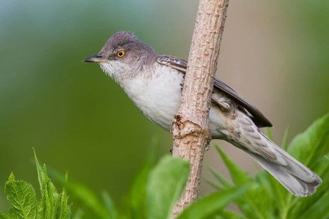 Barred Warbler (Sylvia nisoria), Hungary