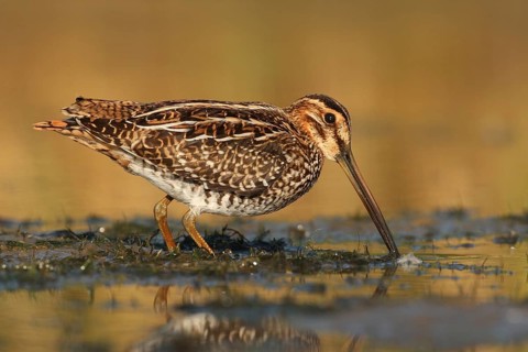 Wilson's Snipe (Gallinago delicata), Ohio, USA