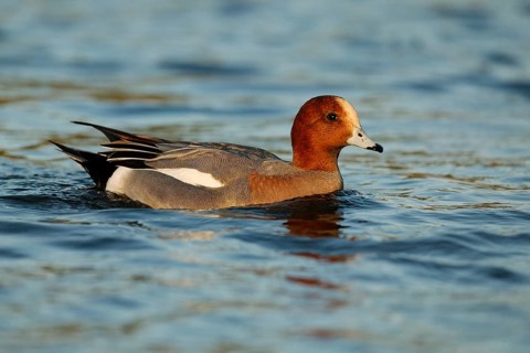 Eurasian Wigeon (Mareca penelope) male, Arizona, USA