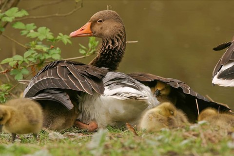 Greylag Goose (Anser anser) with chicks, Saxony, Germany