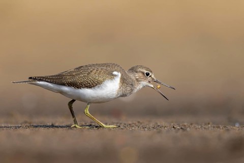 Common Sandpiper (Actitis hypoleucos) foraging, North Rhine-Westphalia, Germany
