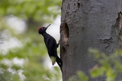 Black Woodpecker (Dryocopus martius) male at nest cavity, North Rhine-Westphalia, Germany