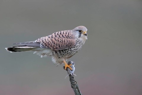 Common Kestrel (Falco tinnunculus) female perched on a branch with a captured mouse in its claws,