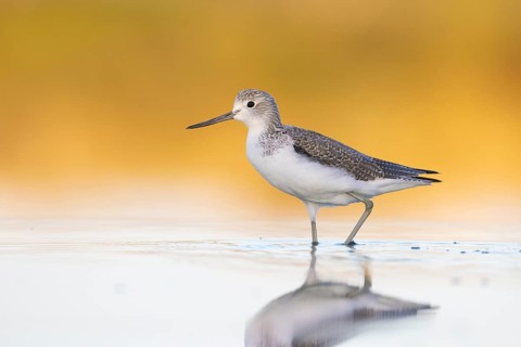 Common Greenshank (Tringa nebularia), Victoria, Australia