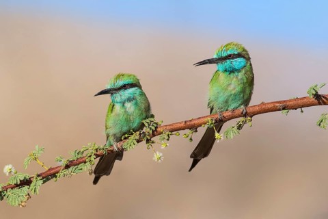 Green Bee-eater (Merops orientalis) pair, Eilat, Israel